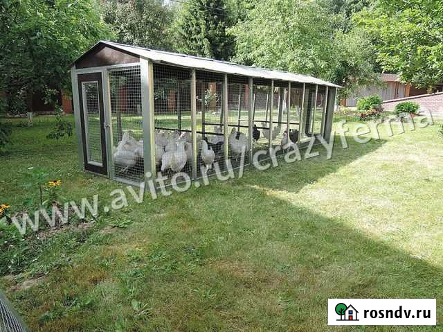 Выгул для кур Лобня - изображение 1