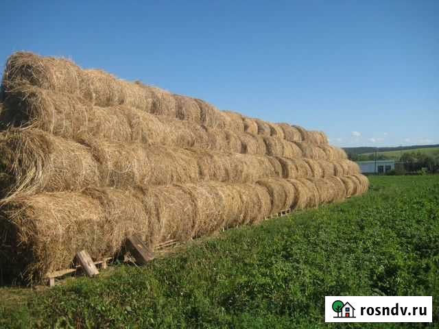 Сено в рулонах Бея - изображение 1