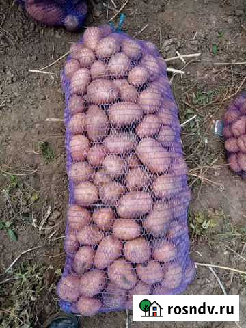 Картофель-местный Лог - изображение 1