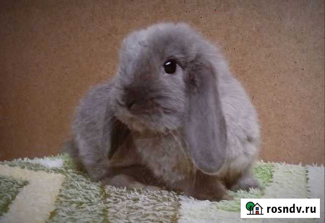 Декоративные карликовые кролики Санкт-Петербург - изображение 1