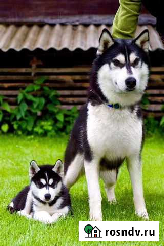 Хаски Вязка Набережные Челны - изображение 1