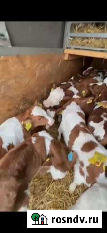 Телята бычки Нефтегорск - изображение 1