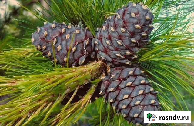 Кедровые шишки и орех Сургут - изображение 1