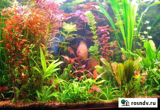 Аквариумные Растения Чехов - изображение 1