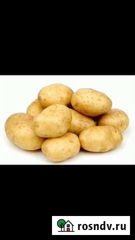 Картофель Иволгинск - изображение 1
