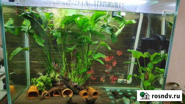 Барбусы вуалевые Северный - изображение 1