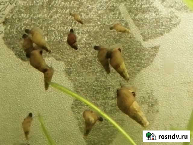 Улитка мелания Вологда - изображение 1