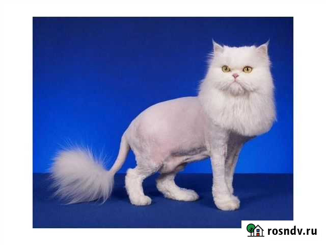 Стрижка кошек. Выезд на дом Киров - изображение 1