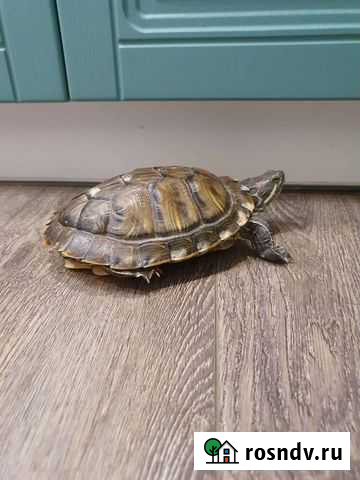 Красноухая черепаха Благовещенск - изображение 1