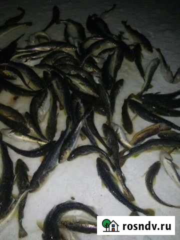 Навага Онежская свежемороженая Череповец - изображение 1