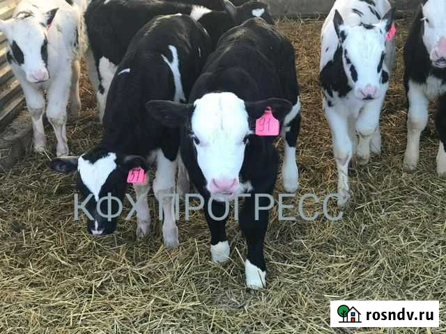 Бычки телята Ростов-на-Дону - изображение 1