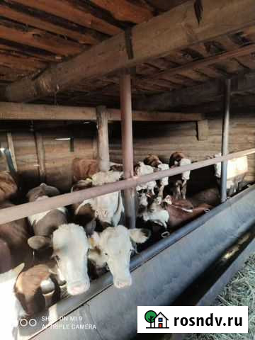 Телята бычки Махалино - изображение 1