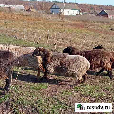 Барана на племя продам Каменка