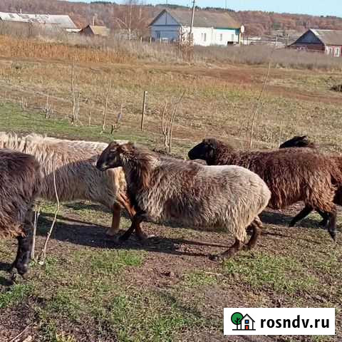 Барана на племя продам Каменка - изображение 1