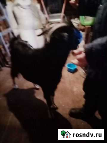 Козел Устье - изображение 1