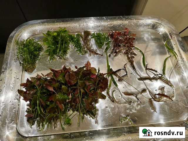 Аквариумные растения Калининград - изображение 1