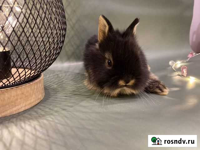 Кролик карликовый цветной торчеухий Пушкино - изображение 1