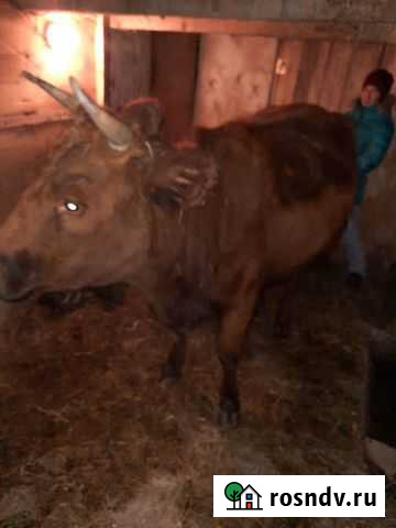 Корова Амзя - изображение 1