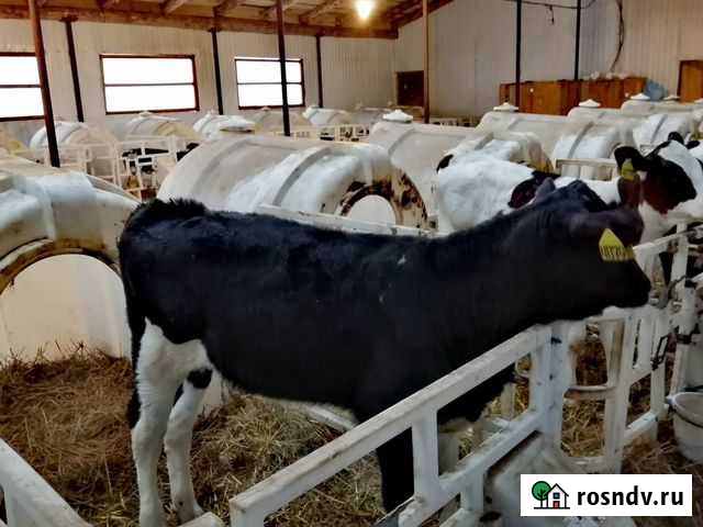 Телята Заинск - изображение 1