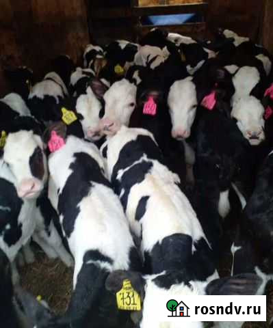 Бычки Котельниково - изображение 1