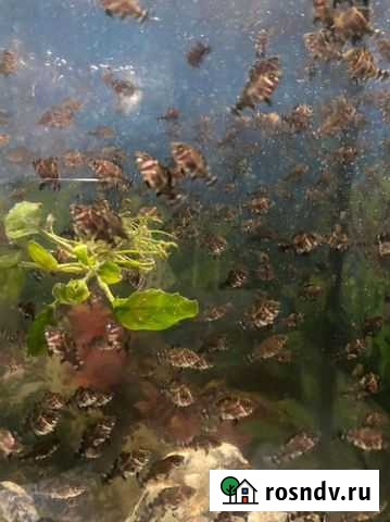 Рыбасики астранотуса Пластуновская - изображение 1