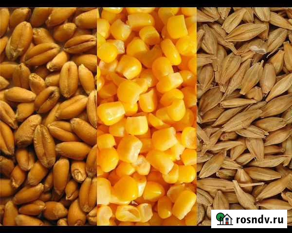 Пшеница Ячмень Кукуруза Тбилисская - изображение 1