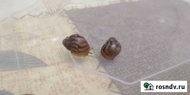 Отдам бесплатно улиткок ахатины ректикулята Воронеж - изображение 1