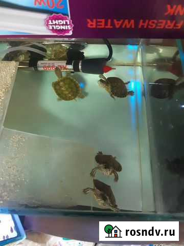 Черепаха Багаевская - изображение 1