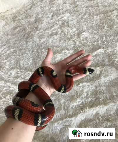 Змея синалойская Ростов-на-Дону - изображение 1