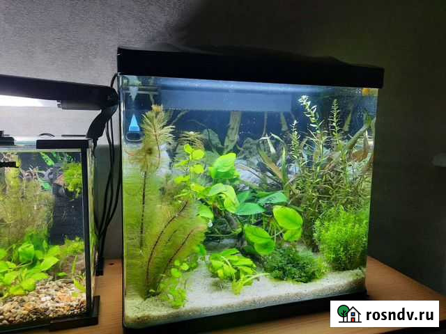 Аксолотль Коммунарка - изображение 1