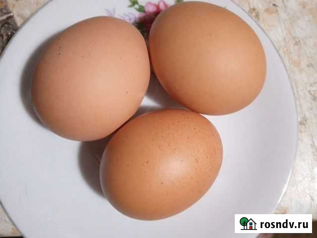 Домашние куриные яйца Осинники - изображение 1
