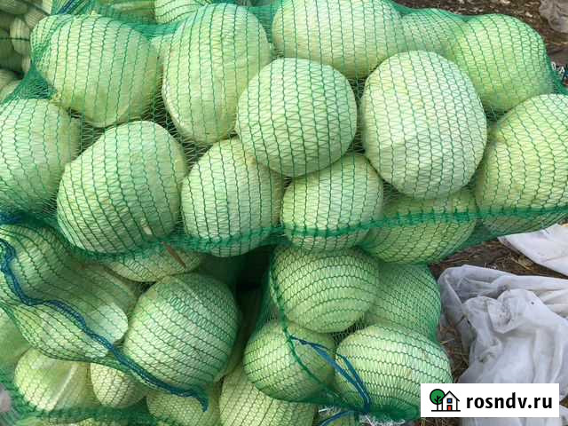 Капуста оптом сорт Агрессор Большая Мартыновка - изображение 1