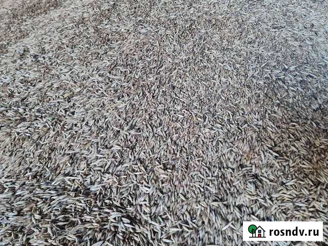 Реализуем овес, пшеницу Куйбышев - изображение 1