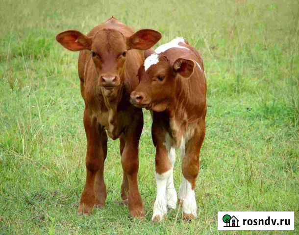 Мясные бычки Тамбов - изображение 1