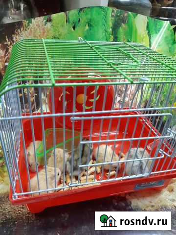 Хомяк и клетка Красноярск - изображение 1