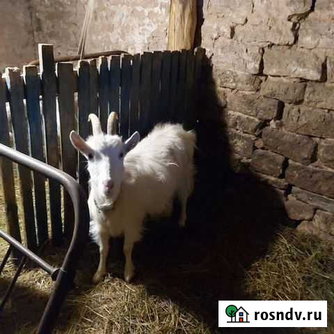 Козы Альметьевск - изображение 1