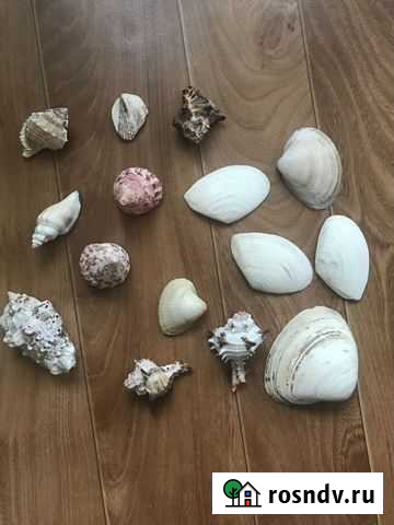 Ракушки цена за все Ангарск - изображение 1