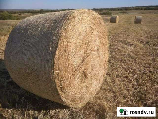 Солома просяная Балашов - изображение 1