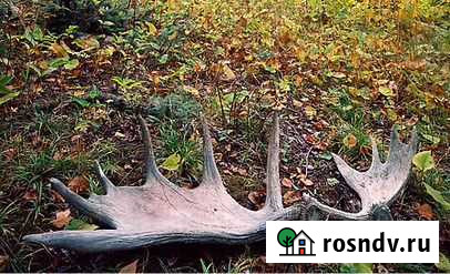 Утилизация рога оленя, лося Магнитогорск - изображение 1