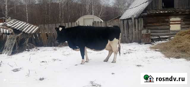 Продам корову Ермаковское - изображение 1