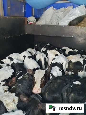 Бычки телята Пролетарск - изображение 1