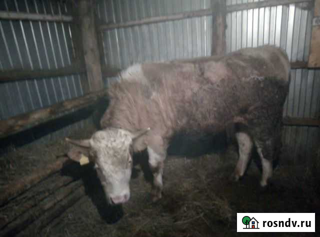 Продам быков Новосергиевка - изображение 1