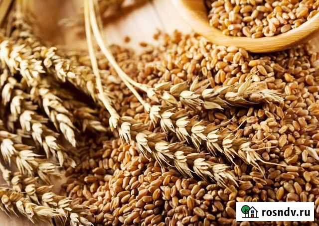 Зерно пшеницы Элиста - изображение 1