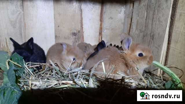 Кролики Соликамск - изображение 1