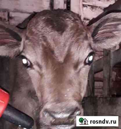 Нетель стельная и джерсейский бычок Братск