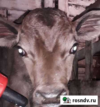 Нетель стельная и джерсейский бычок Братск - изображение 1