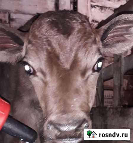 Нетель стельная и джерсейский бычок Братск - изображение 1