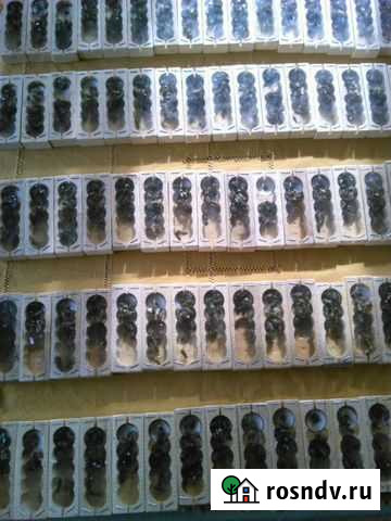 Пчёлы пчелопакеты пчеломатки Бакфаст Санкт-Петербург - изображение 1