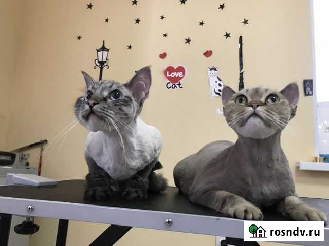 Груминг кошек и собак Самара - изображение 1