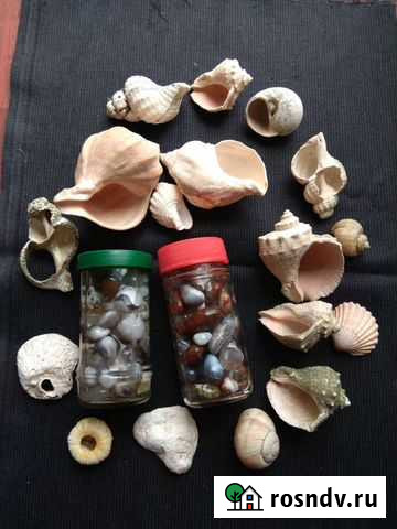 Морские раковины и камушки Барнаул - изображение 1